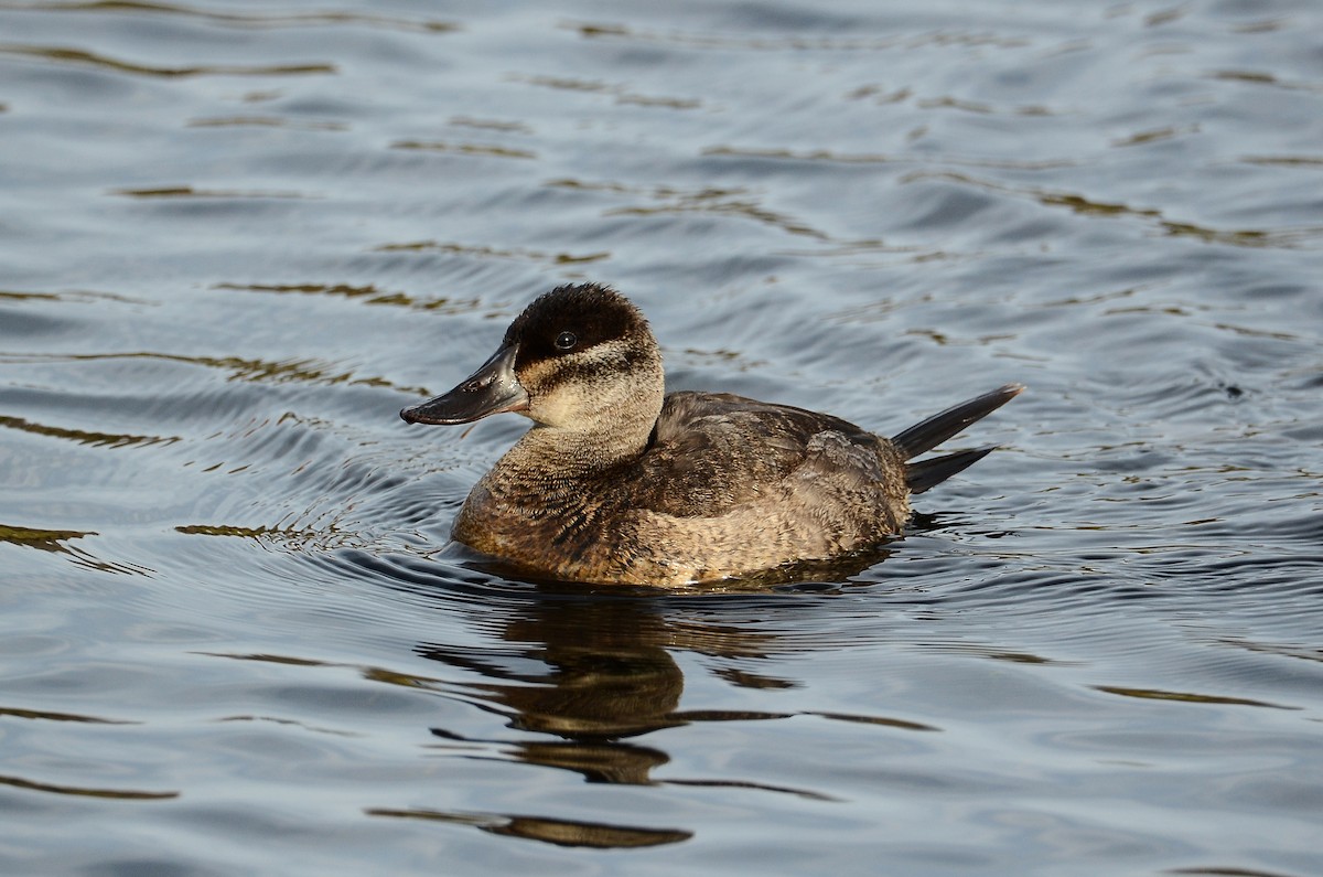 Ruddy Duck - ML614831631