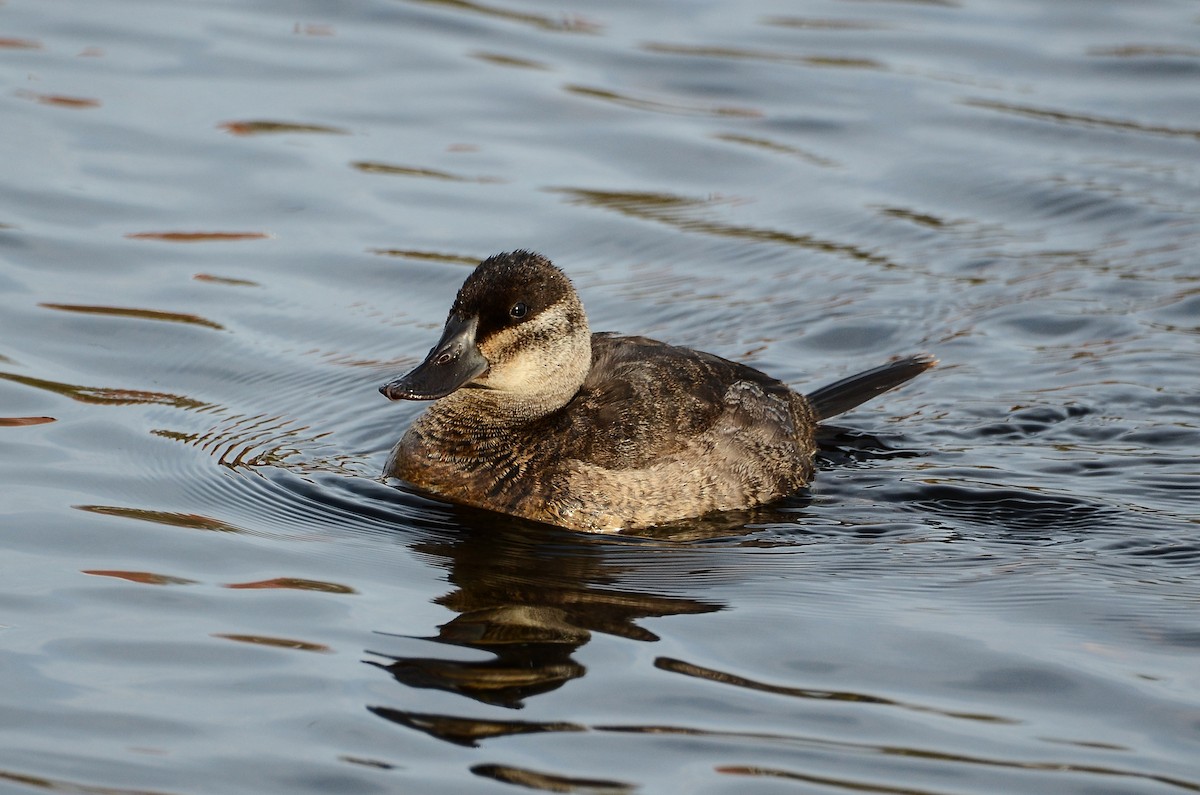 Ruddy Duck - ML614831632