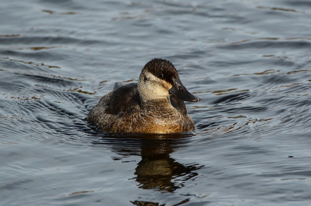 Ruddy Duck - ML614831633