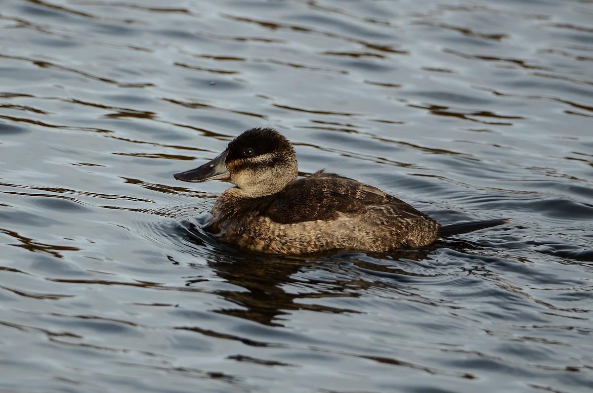 Ruddy Duck - ML614831634