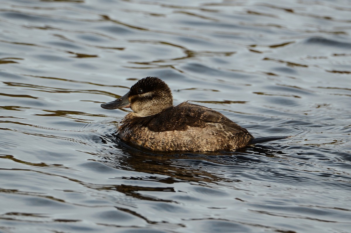 Ruddy Duck - ML614831635