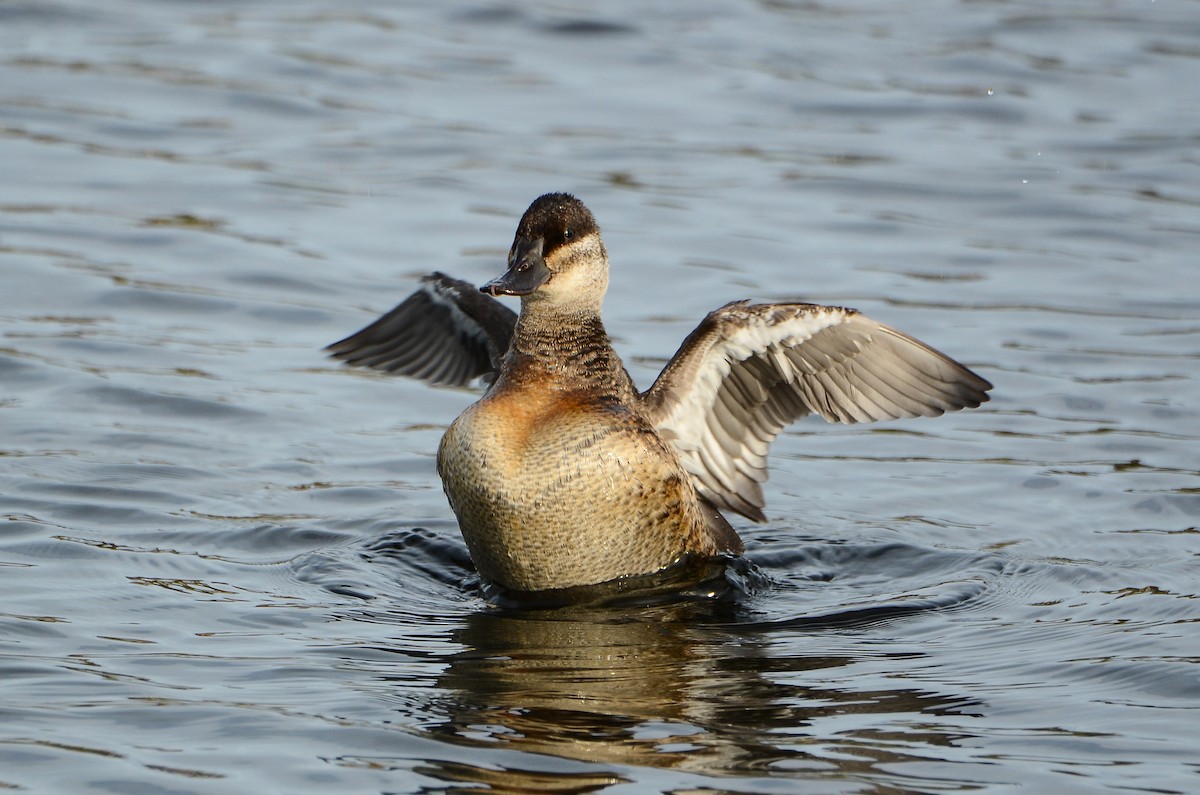 Ruddy Duck - ML614831636