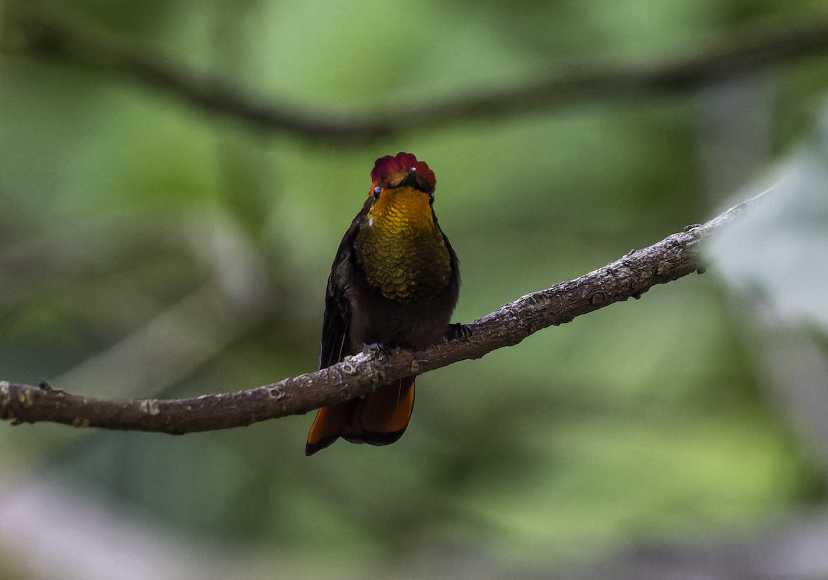 Copper-rumped Hummingbird - Blythe Nilson