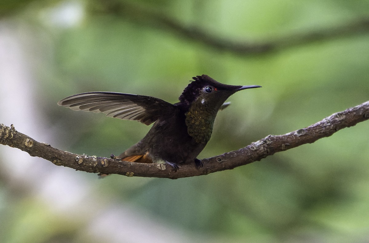 Copper-rumped Hummingbird - Blythe Nilson