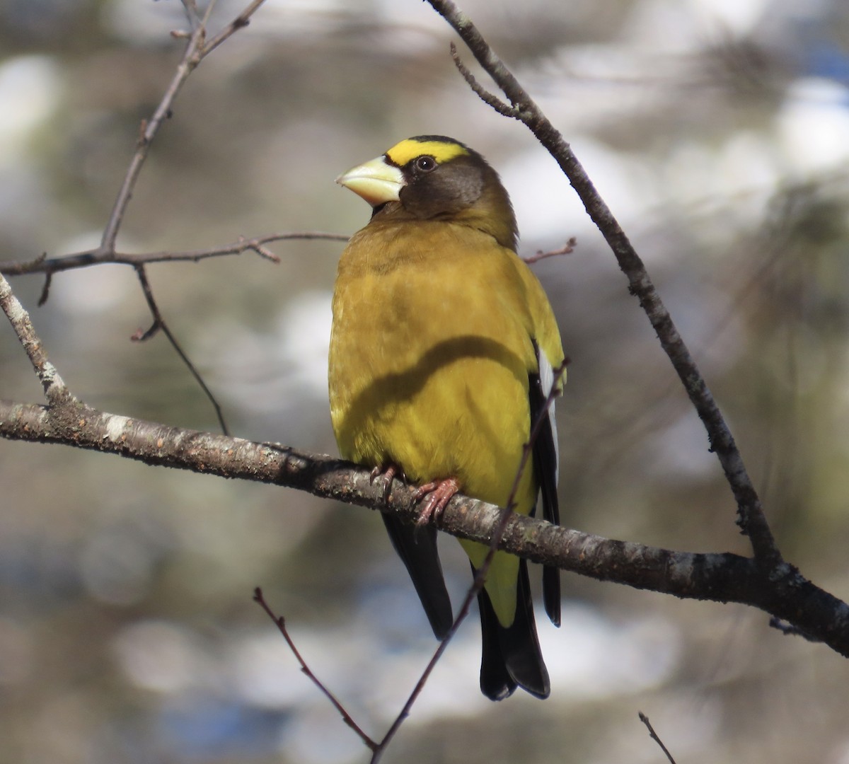 Evening Grosbeak - Joanne Does