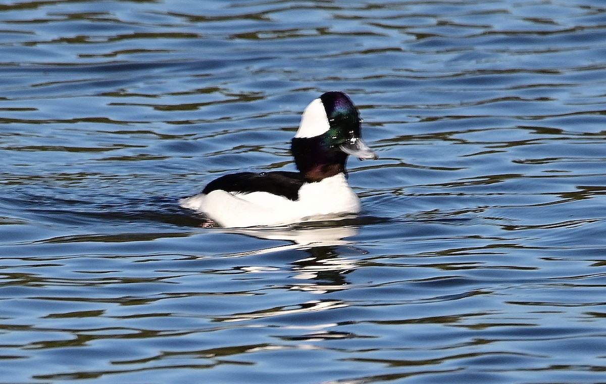 Bufflehead - ML614831753