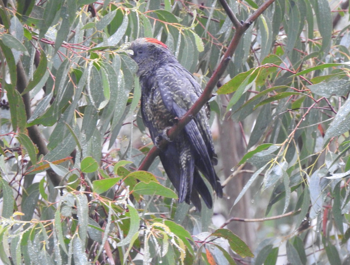 Gang-gang Cockatoo - ML614831757