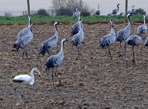 Greater Flamingo - Huesca: Citas de interés