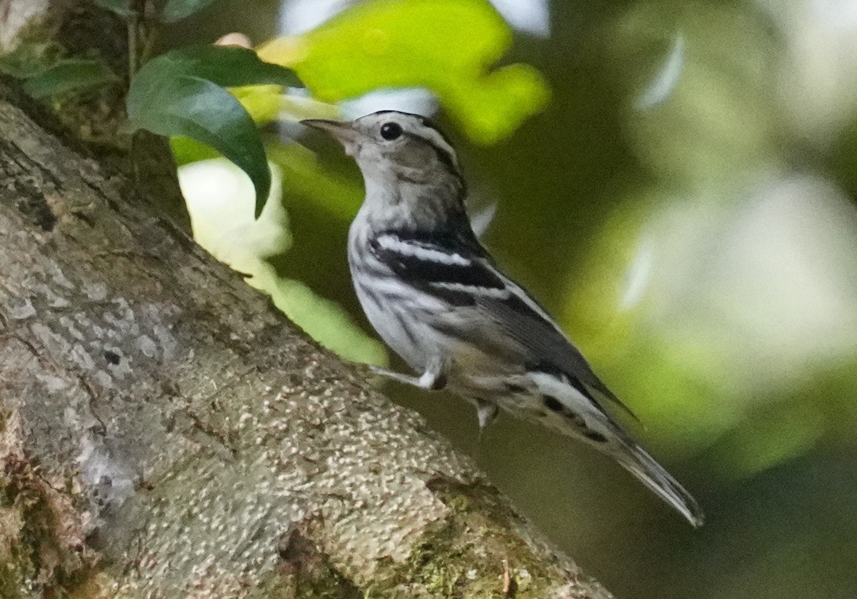 Black-and-white Warbler - Dennis Mersky