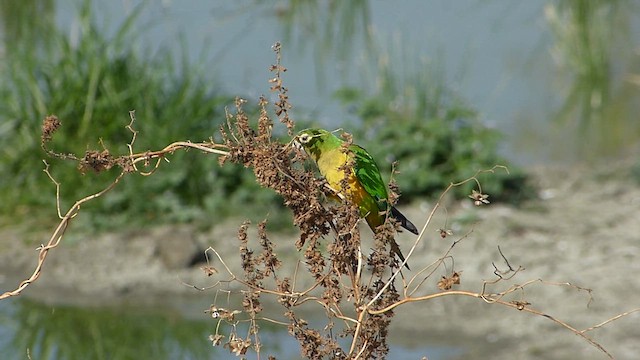 Cactus Parakeet - ML614832106