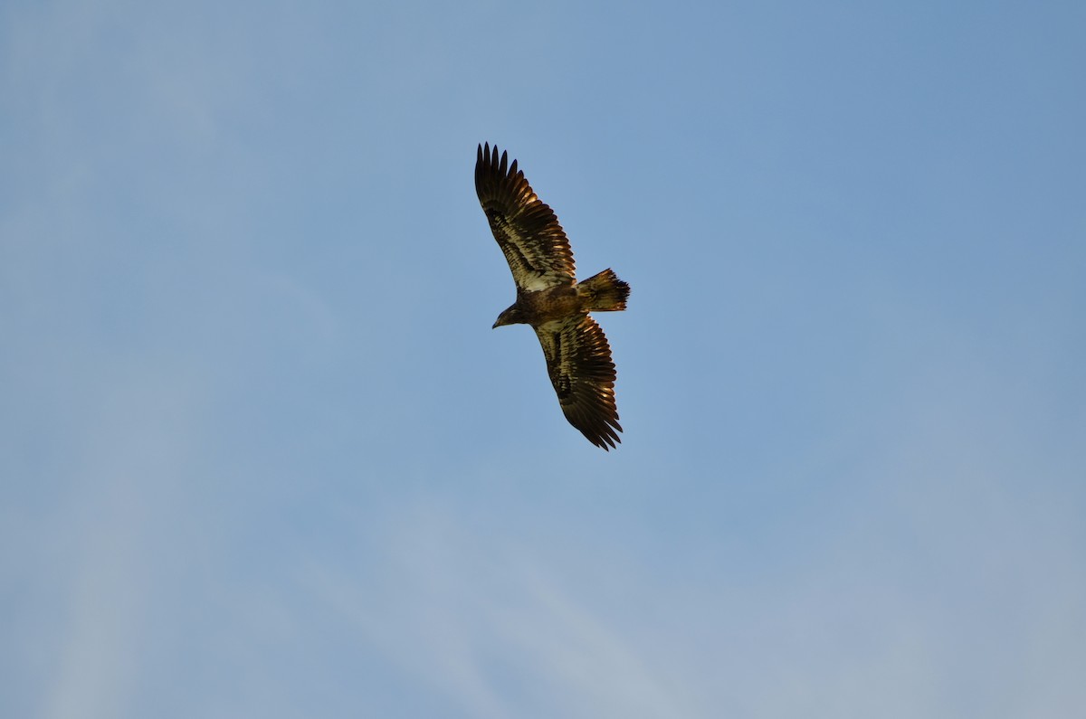 Bald Eagle - ML614832125