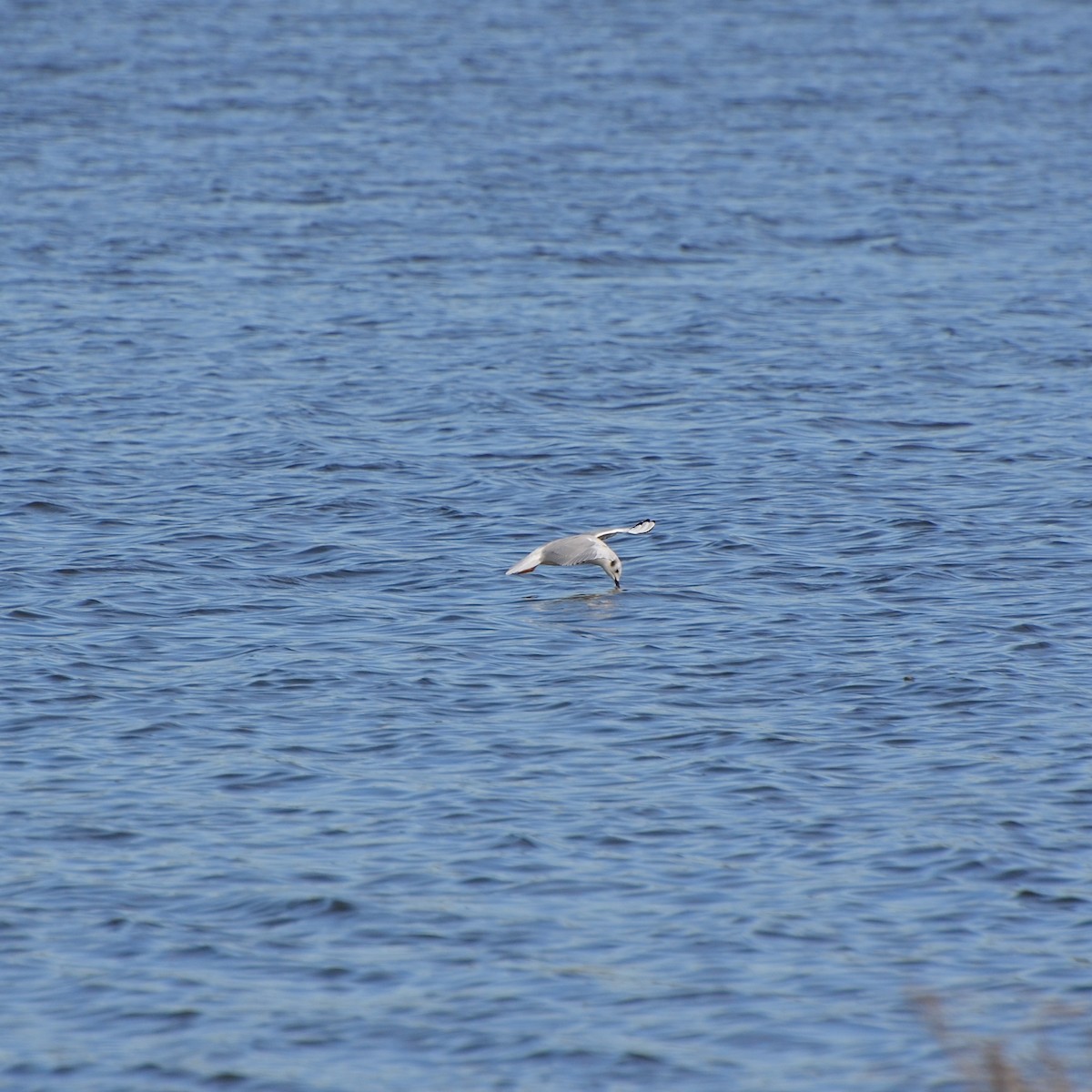 Bonaparte's Gull - ML614832136