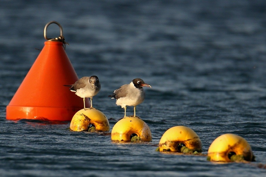 Gaviota Ojiblanca - ML614832272