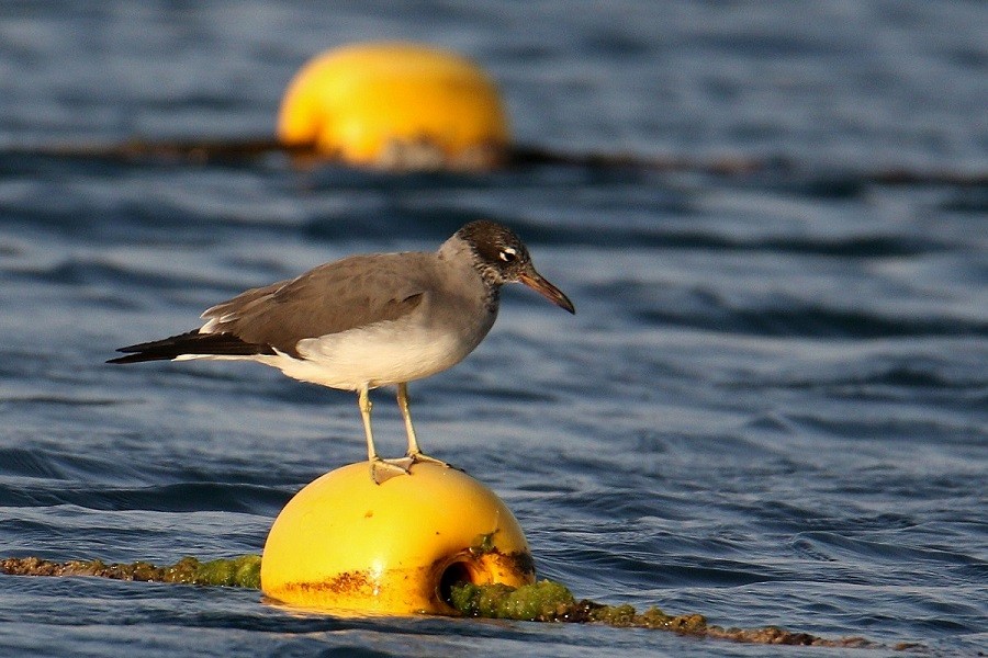 Gaviota Ojiblanca - ML614832273