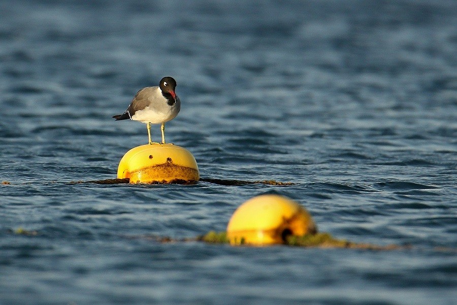 White-eyed Gull - ML614832274