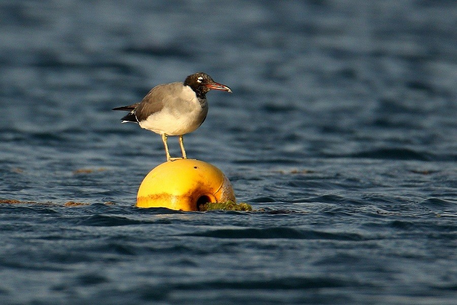 White-eyed Gull - ML614832276