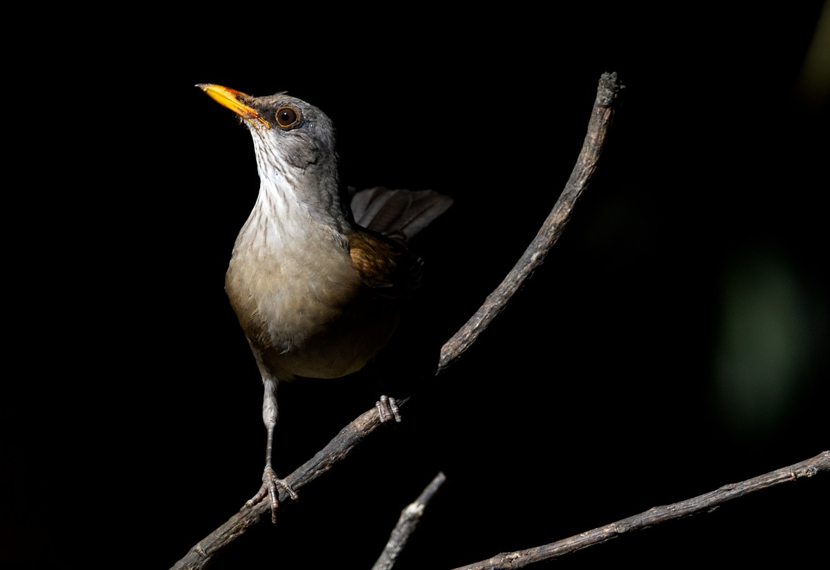 Rufous-backed Robin (Grayson's) - ML614832368