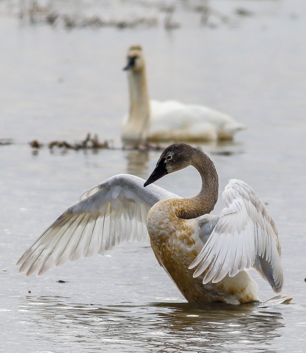 Tundra Swan - ML614832402