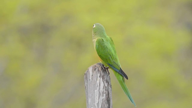 Conure des cactus - ML614832428