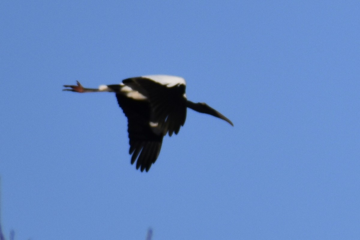 Wood Stork - ML614832475