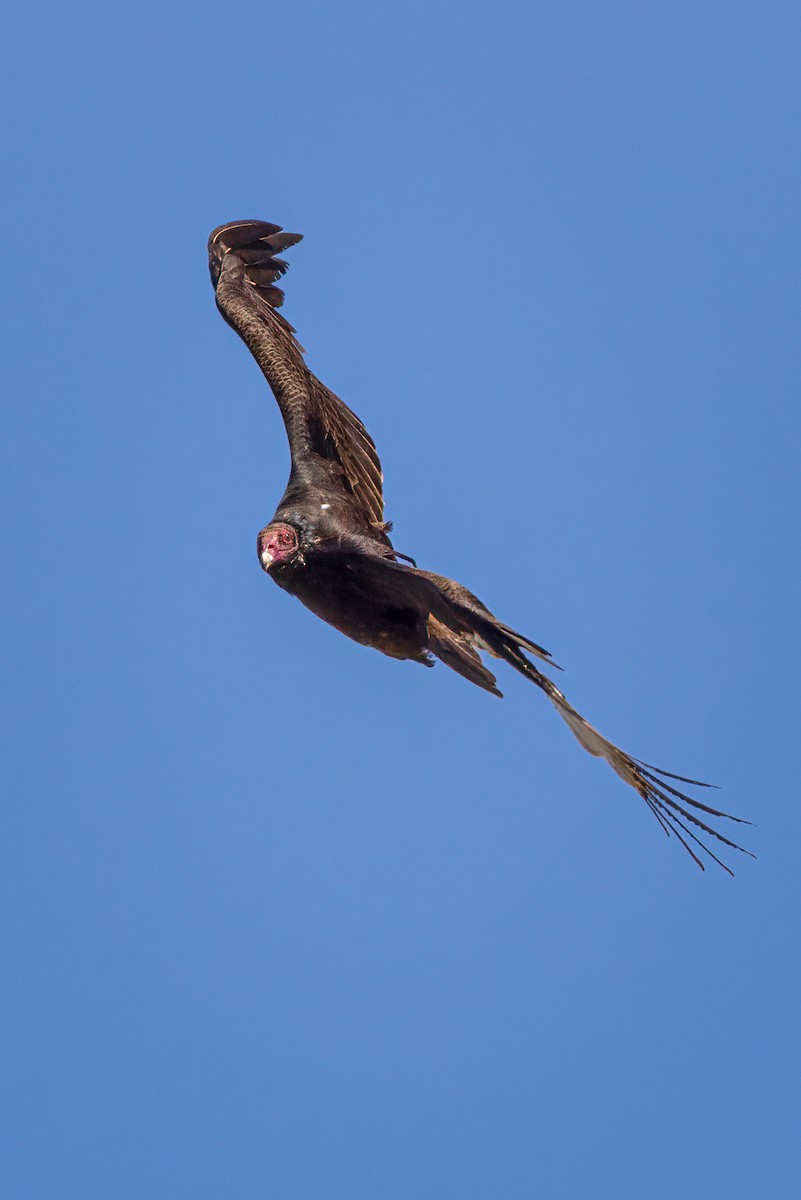 Turkey Vulture - Gary Witt