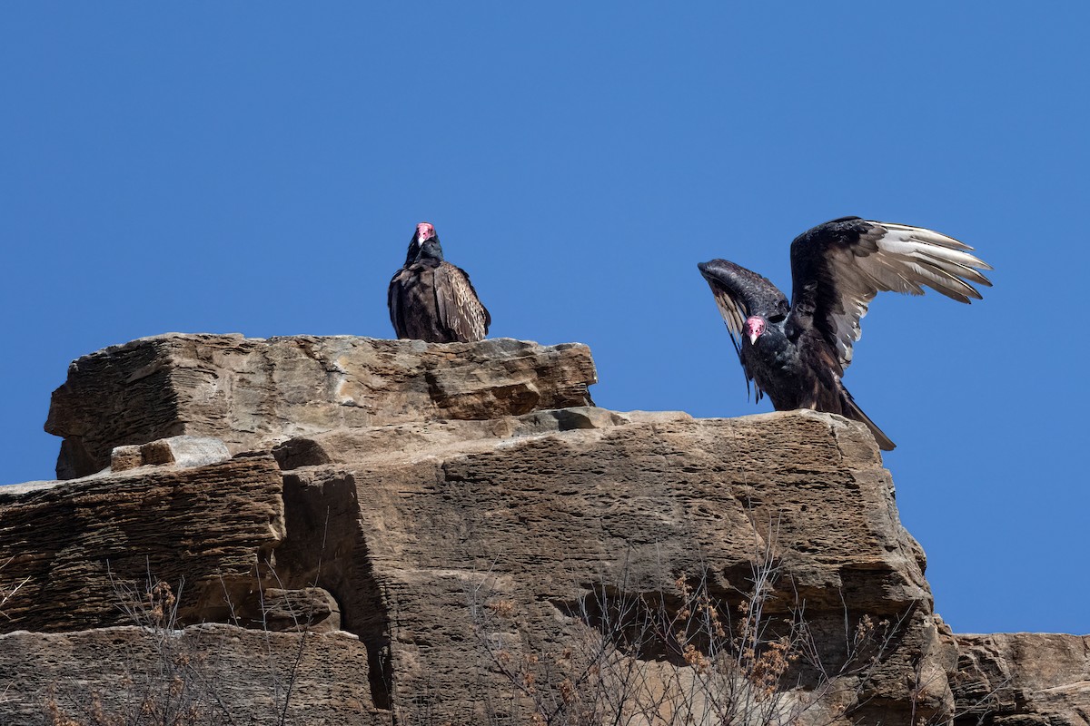 Turkey Vulture - Gary Witt