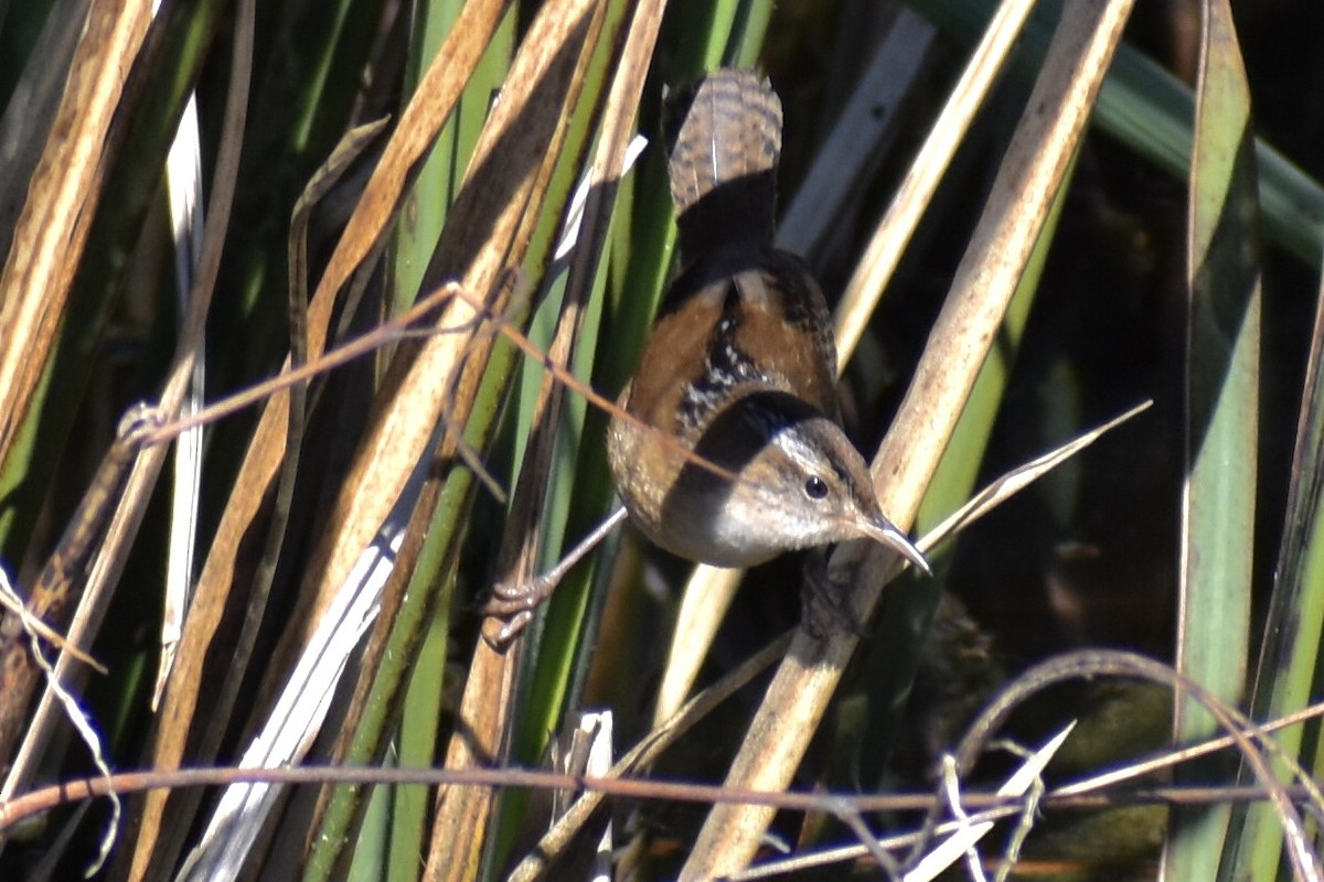 Marsh Wren - ML614832531