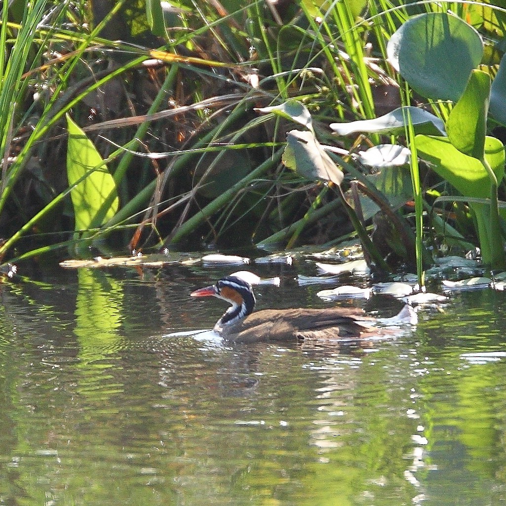 Sungrebe - ML614832575