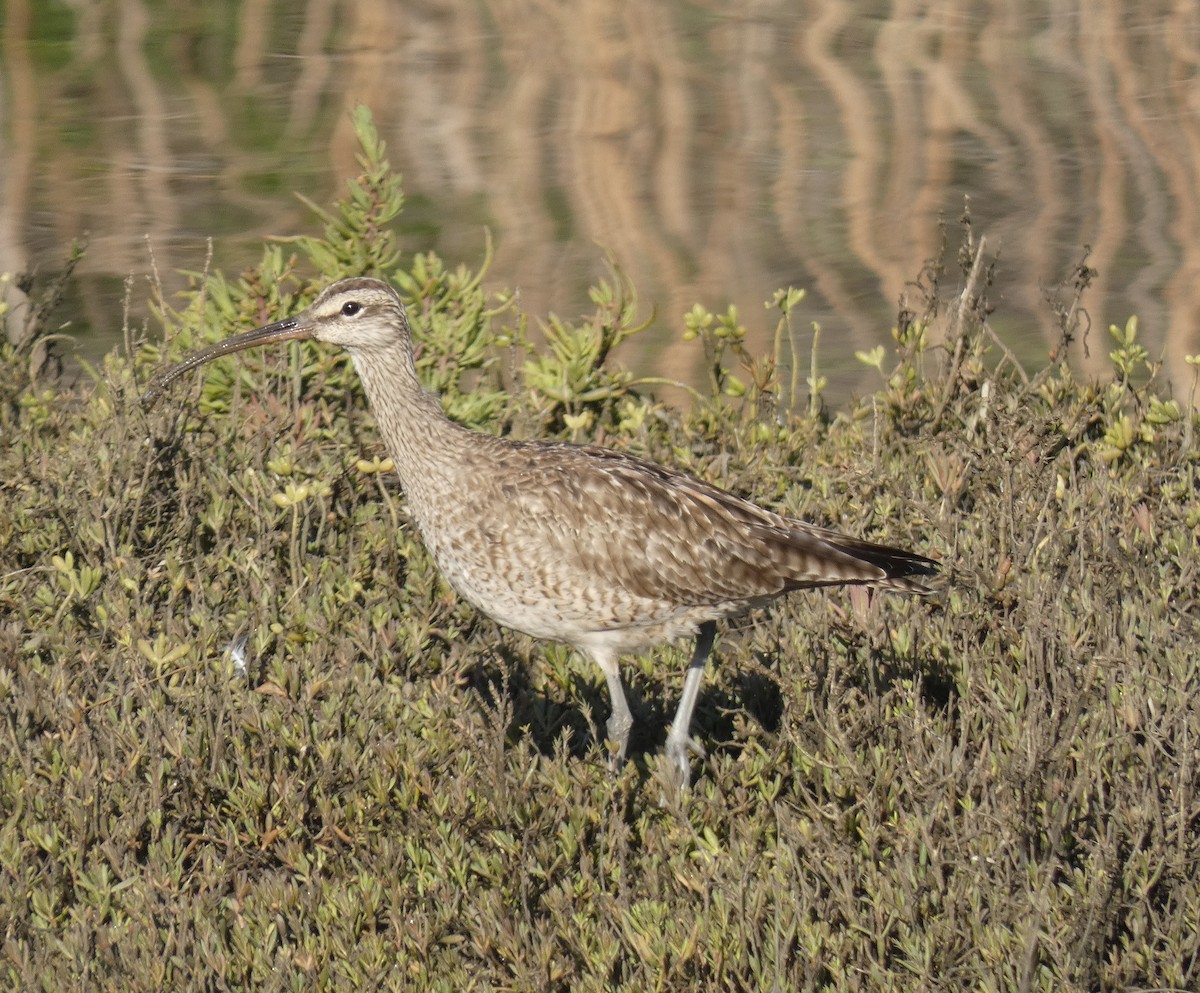 Whimbrel - ML614832612