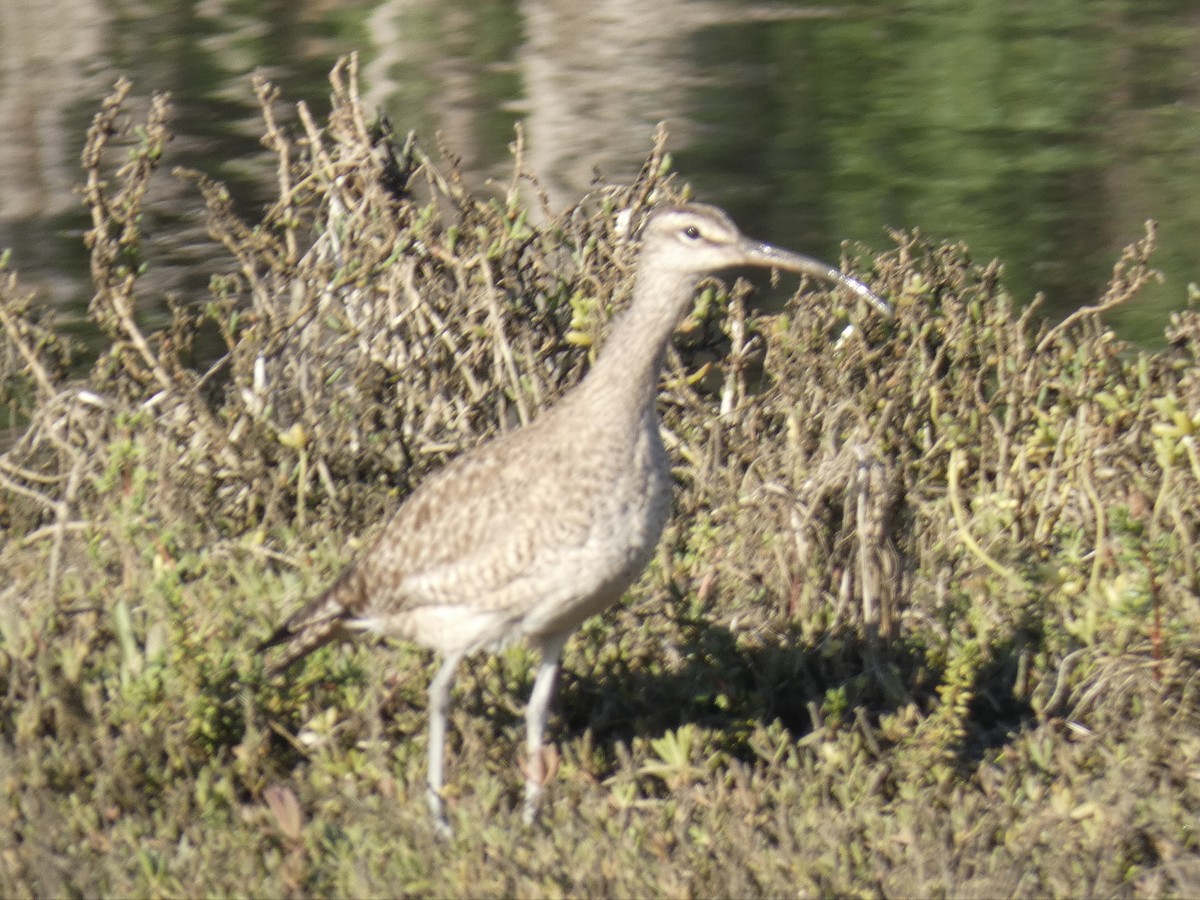 Whimbrel - ML614832624