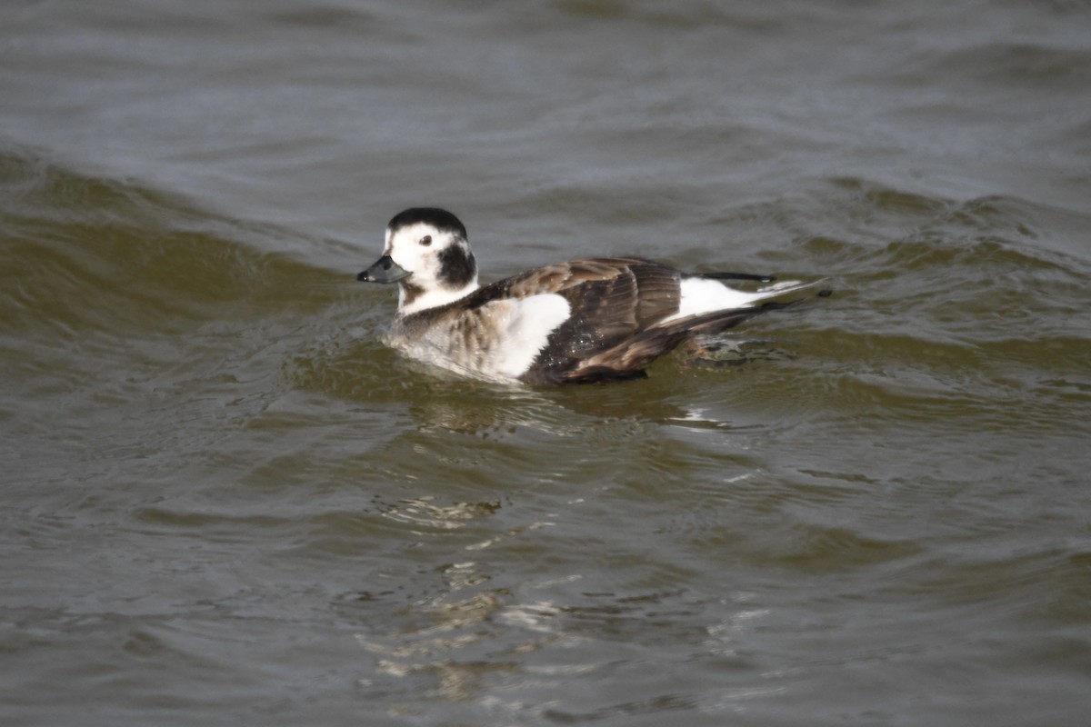 Long-tailed Duck - ML614832722