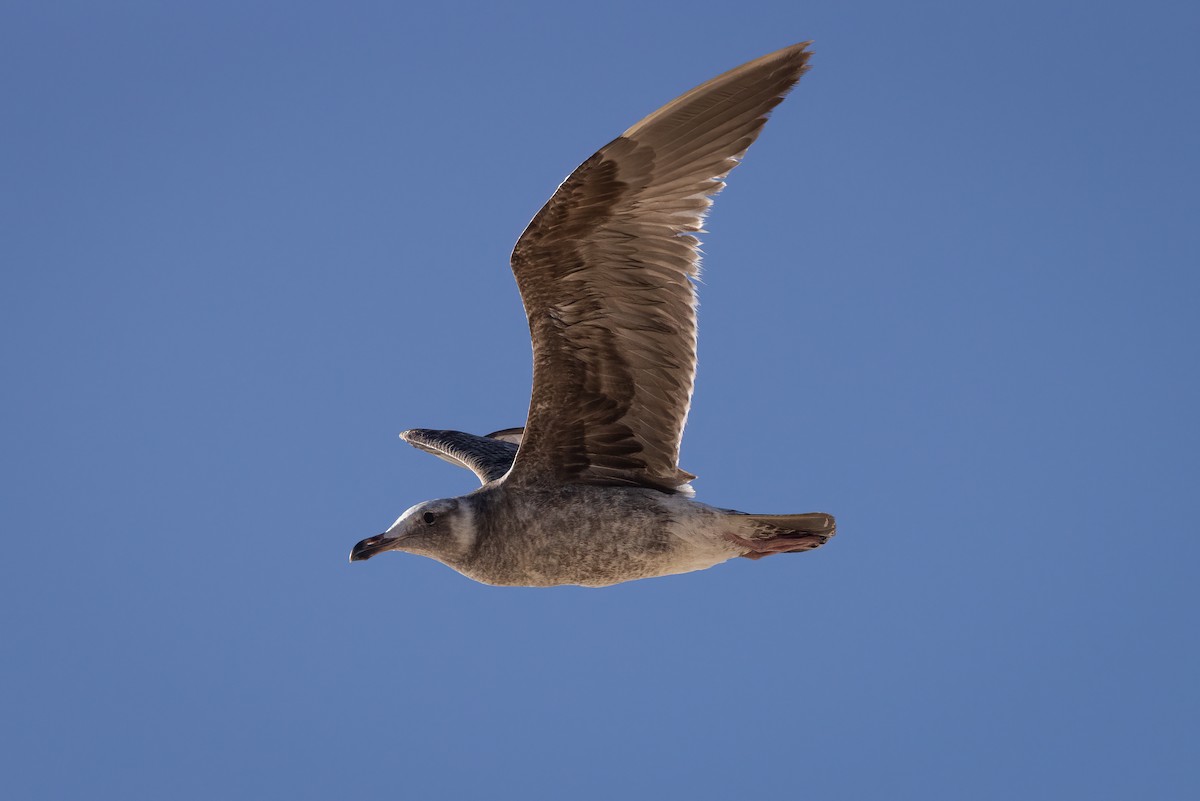 Western Gull - Gary Witt