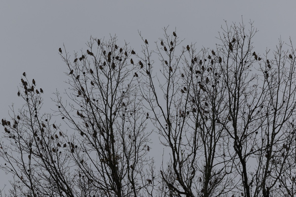 Cedar Waxwing - ML614832893