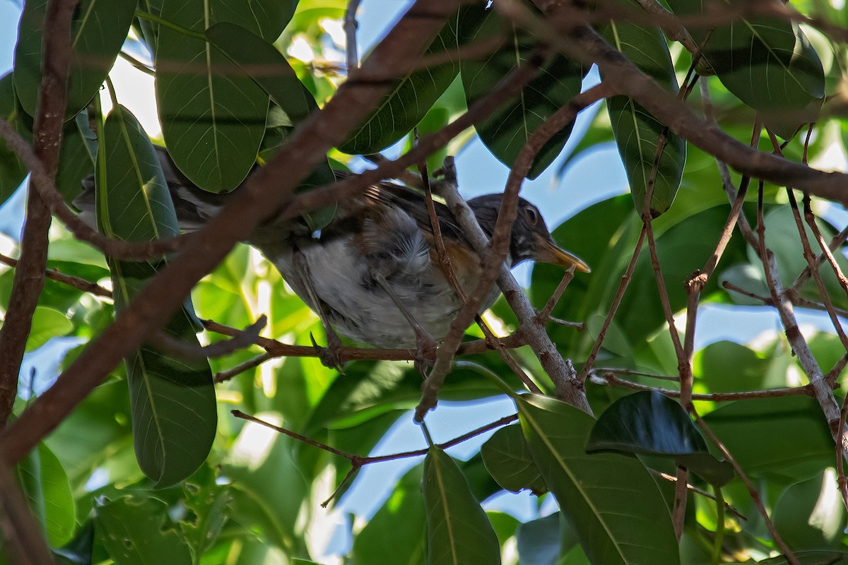 White-necked Thrush - ML614832927