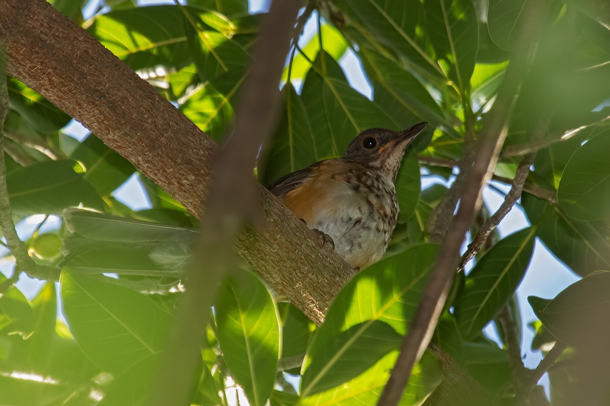 White-necked Thrush - ML614832928