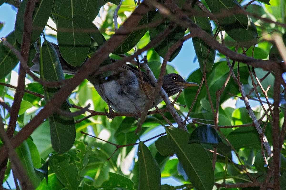 White-necked Thrush - ML614832929