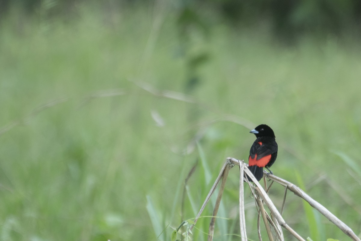 Tangara à croupion rouge - ML614832982