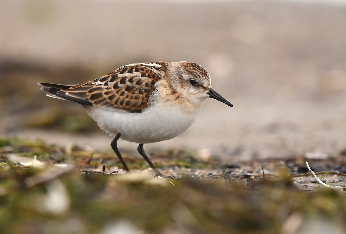 Little Stint - ML614833029