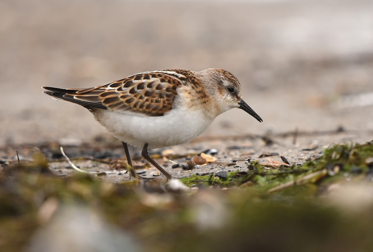 Little Stint - ML614833033