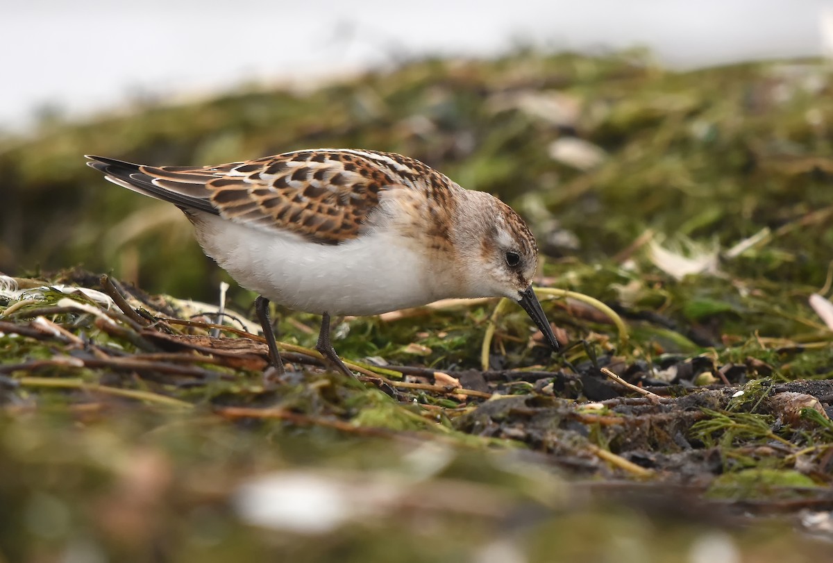 Little Stint - Mikołaj Rowicki