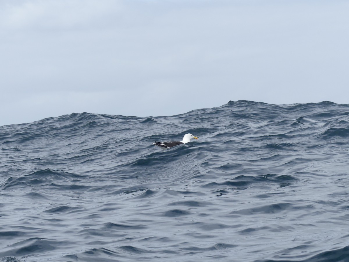 Kelp Gull (dominicanus) - ML614833193