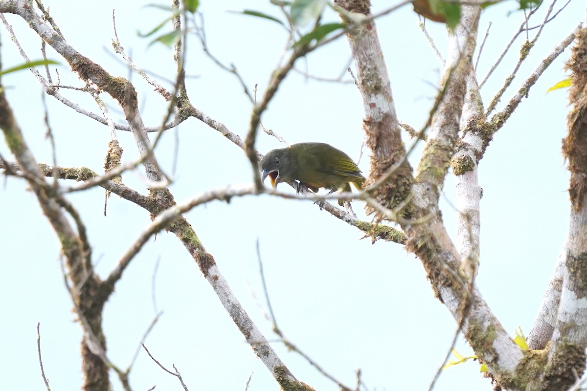 Ochre-breasted Tanager - ML614833229