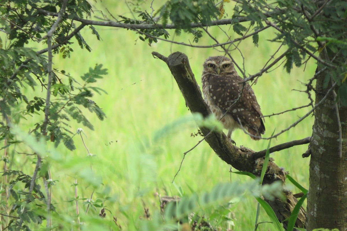 Burrowing Owl - ML614833276