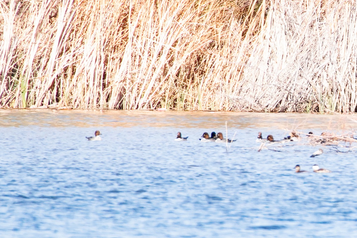 Common Goldeneye - ML614833342