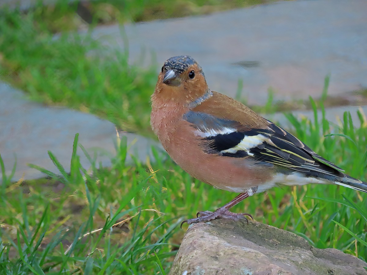 Common Chaffinch - Peter Goodwin