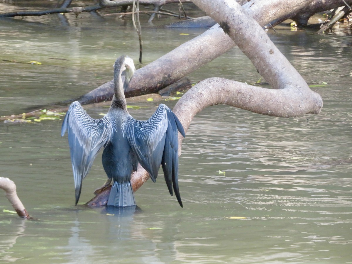 Anhinga - Christine Cote