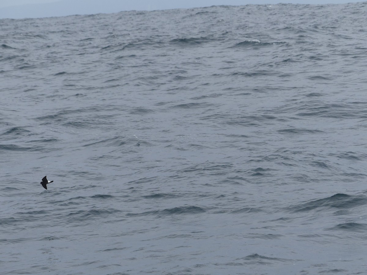 黃蹼洋海燕 - ML614833393