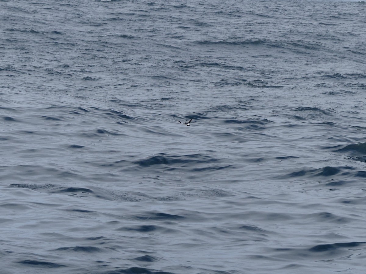 黃蹼洋海燕 - ML614833406