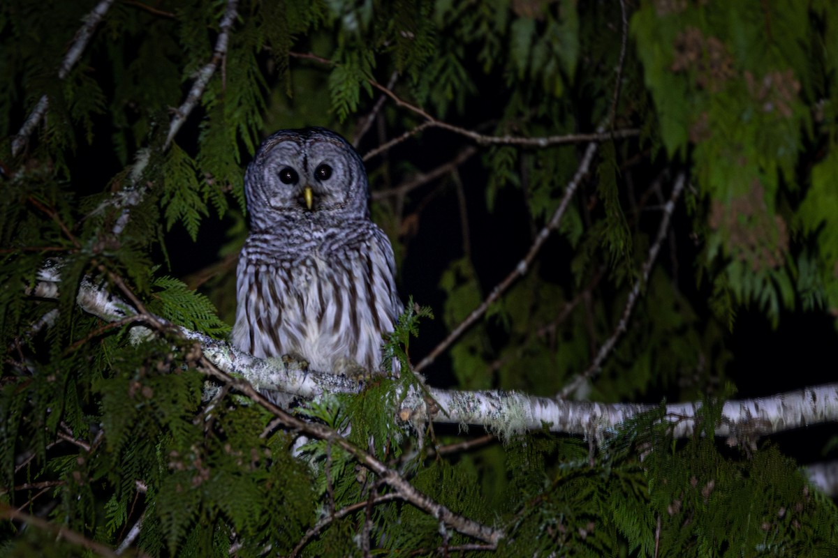 Barred Owl - ML614833496