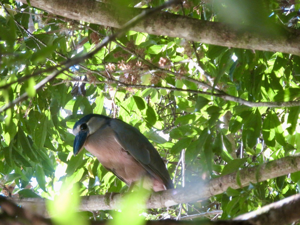 Boat-billed Heron - Christine Cote